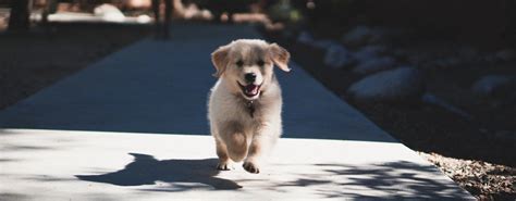 Puppy Preschool Bannockburn Veterinary Clinic