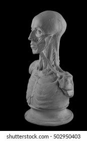 Plaster Statue Naked Man Anatomically Shaped Stock Photo Edit Now