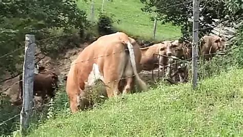 Busty German Blonde Tied Up And Fucked Hard Countryside Outdoor Amateur Porn Xhamster