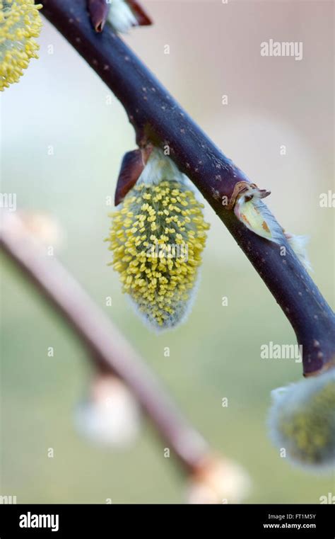 Salix Caprea Pendula Weeping Pussy Willow Catkins Kilmarnock Willow Catkin Stock Photo Alamy