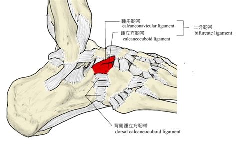 Visual Anatomy 視覚解剖学