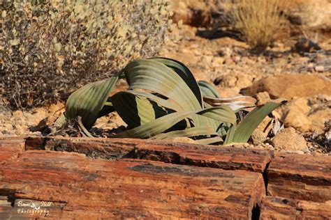 Welwitschia Project Noah