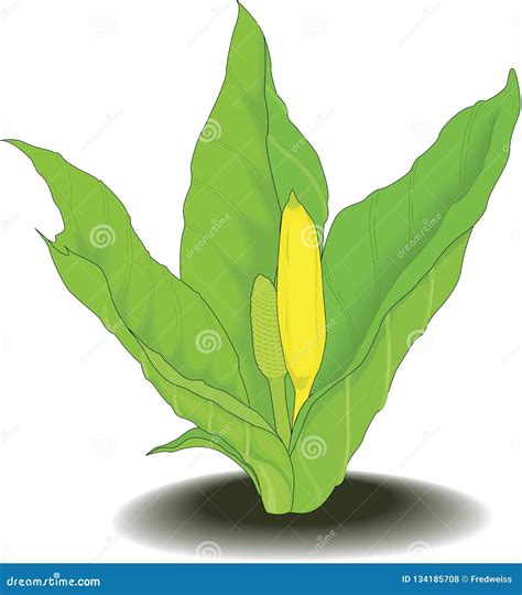 Skunk Cabbage Vector Illustration Stock Vector Illustration Of Life
