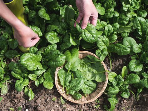 grow  sweetest spinach leaves youll  taste sow  seeds