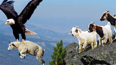 How King Eagle Hunting Goat From High Cliffs Youtube
