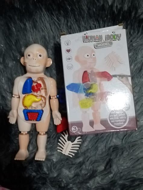 human body toy hobbies toys toys games  carousell