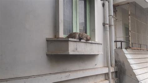 Monkey On The Balcony Pornhub Gay