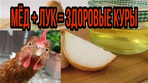 Секрет здоровых кур! Пропаиваю кур медово-луковой водой🍯 Природный ...