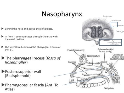 Nasopharynx Function