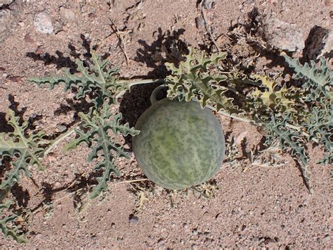 plants grow  sahara desert  louise mcmakin blog