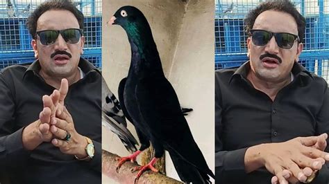 Ustad Malik Mubasher Khokhar Lahore Hinobreed Pigeons Youtube