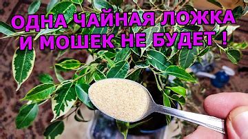 Чем опасны почвенные мушки? Ответов на вопрос: 25