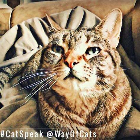 cat voices vary  avid talkers     cats