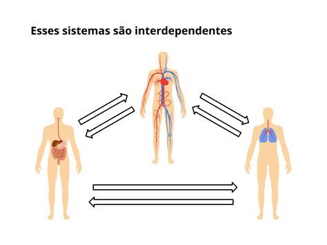Como Estão Relacionados Os Sistemas Cardiovascular Digestório E Respiratório