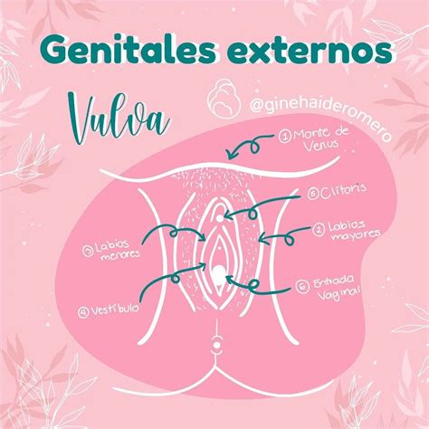 Vagina Y Vulva Diferencia Entre Estos Dos Genitales Femeninos Infobae