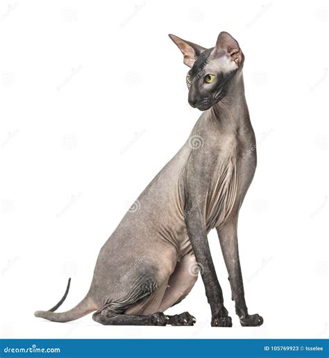 Peterbald Naked Cat Sitting Stock Image Image Of Feline Sitting