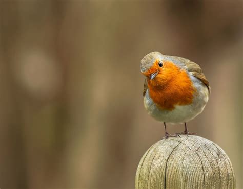 Robin Bird Wallpaper