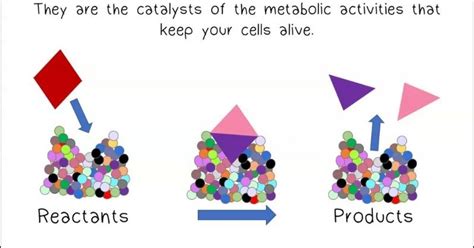 Do Plant Cells Have Enzymes? The Answer May Surprise You! - The ...