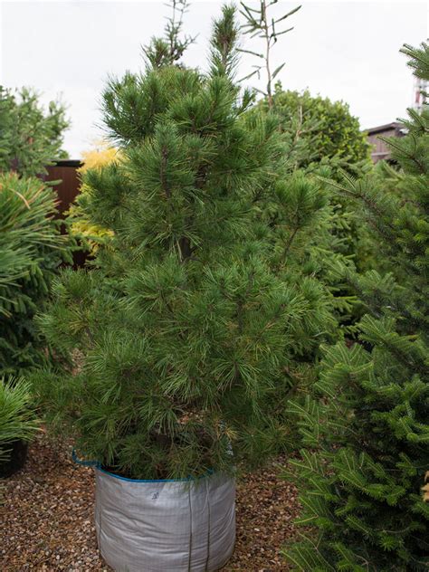 Сосна кедровая сибирская Pinus sibirica в питомнике