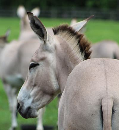 Nubian Wild Ass