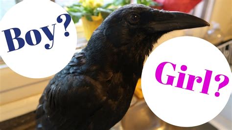 IS CROW A MALE OR FEMALE? - YouTube