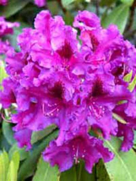 Rhododendron Hybride 'Azurro' / Rhododendron 'Azurro' günstig kaufen