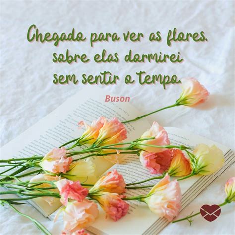 Flores Frases E Mensagem - Encante-se com estas belas frases de flores