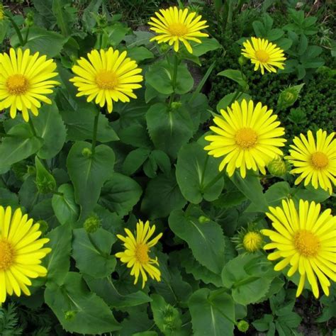 Желтая ромашка многолетняя фото: Ромашка желтая многолетняя Садовая ...