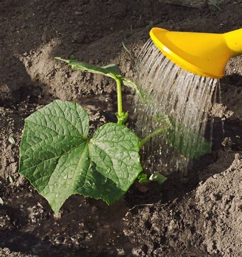 Watering Cucumbers from Watering Stock Photo - Image of water, care ...