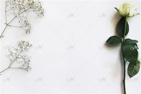 White Rose Mockup PSD By MaddyZ TheHungryJPEG