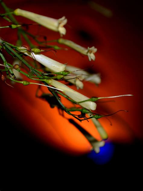 Fotos gratis rama ligero fotografía luz de sol hoja flor pétalo