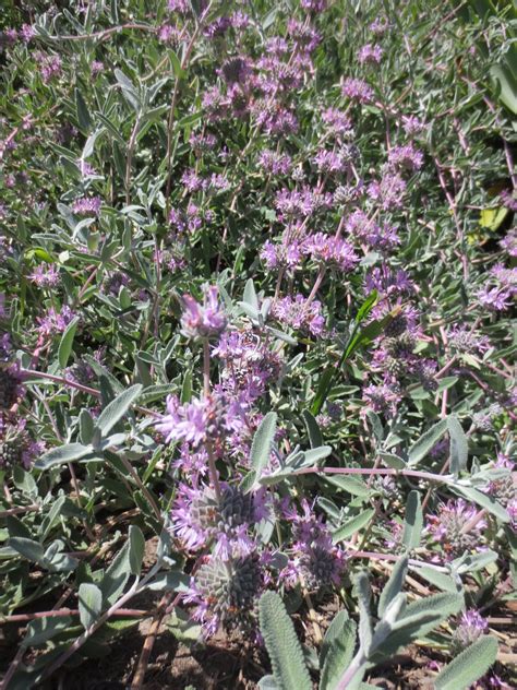 Salvia leucophylla, Purple Flowering Sage – Larner Seeds