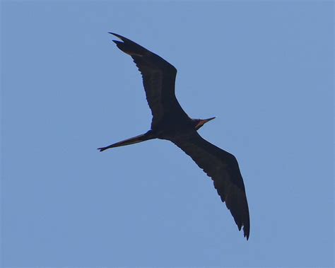 Tijereta De Mar Magnificent Frigatebird Fregata Magnificens A