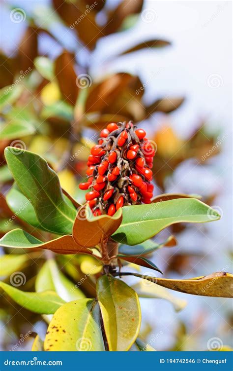 Magnolia Tree Seeds Stock Photo Image Of Flowering 194742546