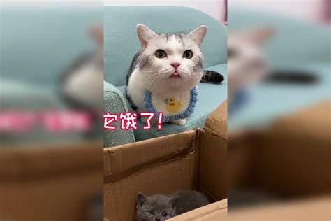 它好像不愿意叫小黑大家给它取个新名字吧！小黑名字