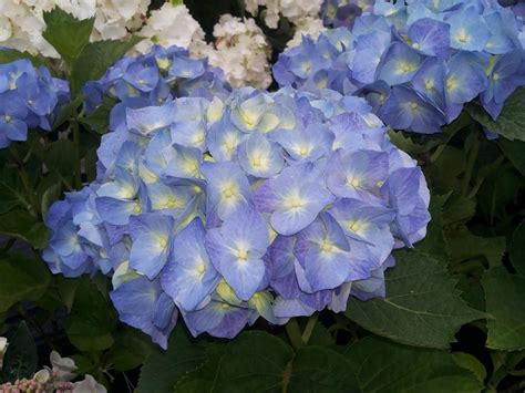 Hortensie blau färben wie werden Hortensien blau Gartenzeitung