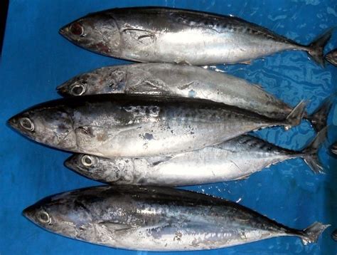 Ciri Ciri Ikan Tongkol Thegorbalsla