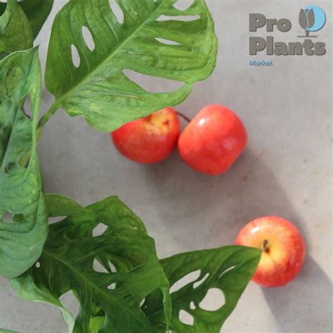 Стайни растения Архиви - Цветна борса ПРО ПЛАНТС