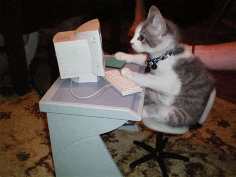 cat writing gif