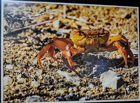 Елена ФРЕЙДКИНА | Сказки про крабика Семёна