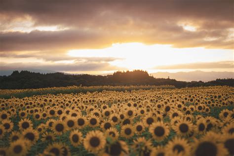 NVIDIA RTX 5090 총정리 : 혁신적인 소형 PCB와 액체 금속 냉각 시스템