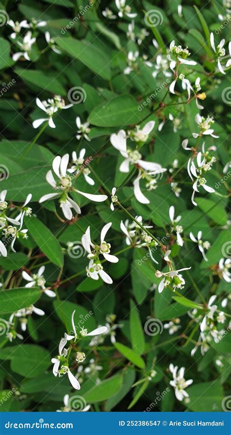 Silver Fog Plant And X28euphorbia Hypericifoliaand X29 Picture Stock