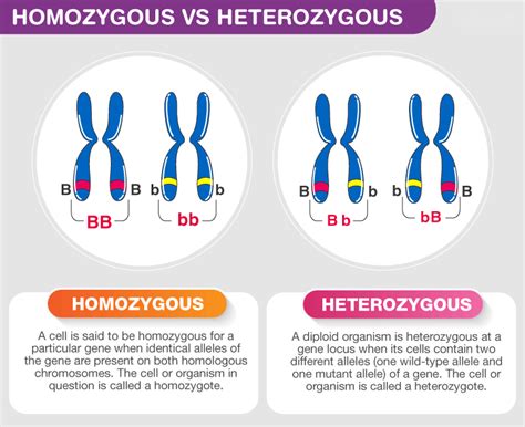 Difference Between Homozygous And Heterozygous