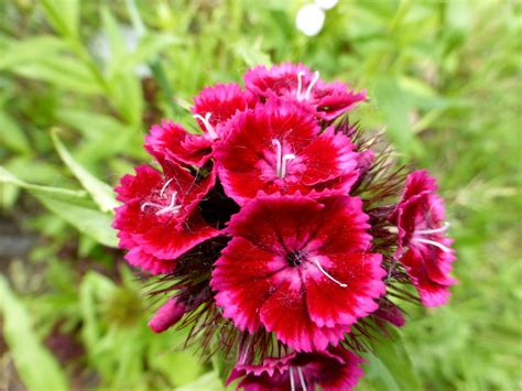 Турецкая гвоздика на клумбе (64 фото) » НА ДАЧЕ ФОТО