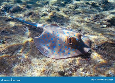 Blue Spotted Stingray On Sand Bootom In The Red Sea Stock Image Image