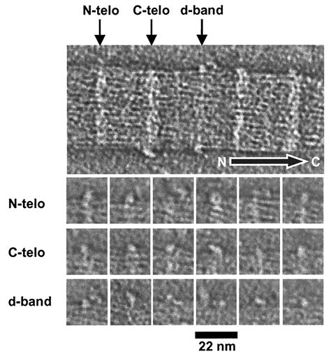 Corneal Collagen Fibril Structure In Three Dimensions Structural