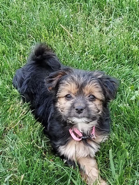 Yorkshire Terrier Puppies For Sale Arcanum Oh 520910