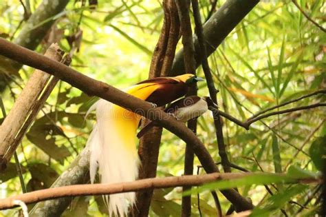 Lesser Birds Of Paradise Stock Image Image Of Minor 279264455