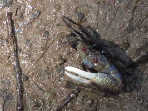 Adventures With The Naked Hermit Crabs Day Out At Chek Jawa With Special Guests