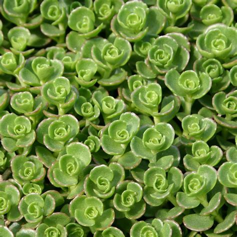 Sedum Spurium John Creech Midwest Groundcovers Llc